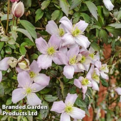 Clematis Montana 'Mayleen' -FloraNest Store CLEM MAYLEEN L39280