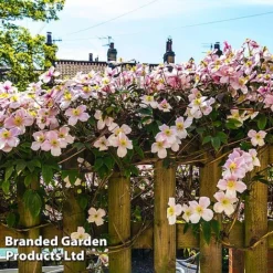 Clematis Montana 'Mayleen' -FloraNest Store CLEM MAYLEEN L39281