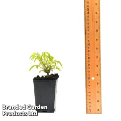 Clematis Napaulensis -FloraNest Store CLEM NAPAUL7CM T44183