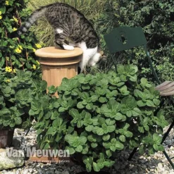 Coleus Canina 'Scaredy Cat' 7 Coleus Canina 'Scaredy Cat' -FloraNest Store COLE VKA0115 B