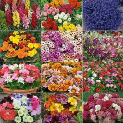Annual Bedding Plants Collection