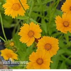 Front Page -FloraNest Store CORE V59578 B