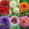 Dahlia 'Spectacular Collection'