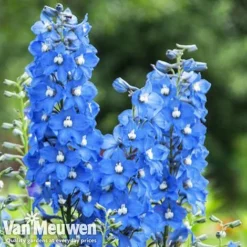 Delphinium 'Summer Skies' (Pacific Hybrid) -FloraNest Store DELP v65292 C