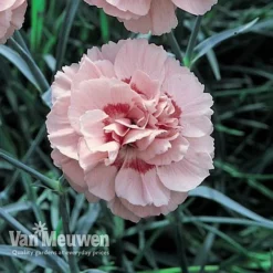 Dianthus 'Cottage Garden Collection' -FloraNest Store DIAN V82918 D