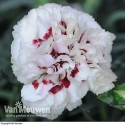 Dianthus 'Cottage Garden Collection' -FloraNest Store DIAN V82918 E