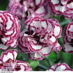 Dianthus 'Cottage Garden Collection' -FloraNest Store DIAN V82918 F