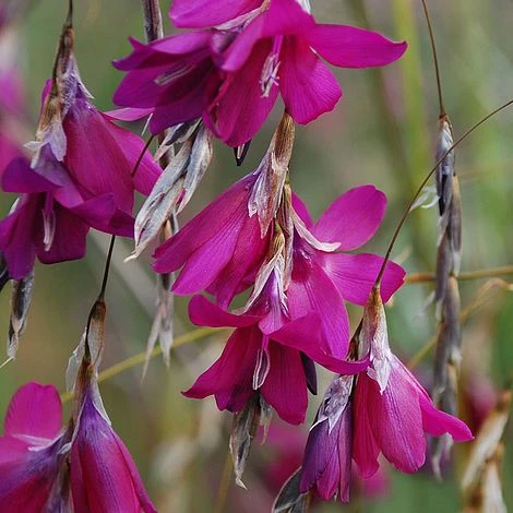 Dierama 'Blackberry Bells' 1 Dierama 'Blackberry Bells'