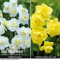 Daffodil 'Cheerfulness Duo' -FloraNest Store Daffodil Cheerfulness Duo
