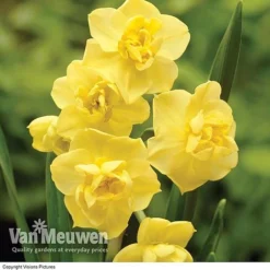 Daffodil 'Cheerfulness Duo' -FloraNest Store Daffodil Cheerfulness Yellow