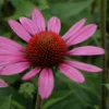 Echinacea Purpurea 'Little Magnus'