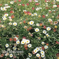 Erigeron 'Stallone' -FloraNest Store ERIG V75665 B