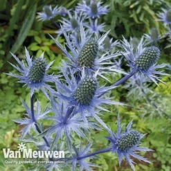 Eryngium 'Blue Steel' -FloraNest Store ERYN 42770V B