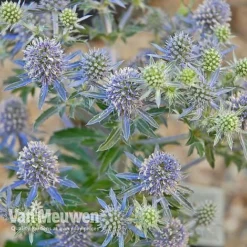 Eryngium Planum 'Blue Hobbit' -FloraNest Store ERYN V46943 C
