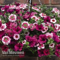 Eton Mess -FloraNest Store ETON V48876 C1