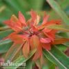 Euphorbia Griffithii 'Fireglow'