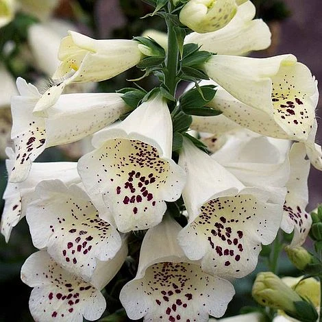 Foxglove 'Camelot Cream' 1 Foxglove 'Camelot Cream'