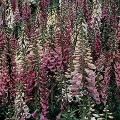 Foxglove 'Foxy'