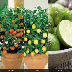 Citrus Tree Collection -FloraNest Store FRUI V59876 A h