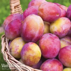 Favourite Fruit Tree Collection -FloraNest Store FRUIT KA7999 B VM