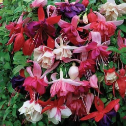 Nuserymans Choice Fuchsias