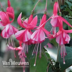 Fuchsia 'Hardy Collection' -FloraNest Store FUCH VKA4047 C