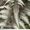 Fantastic Fern 'Pewter Lace'