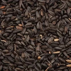 Black Sunflower Seeds -FloraNest Store G2541 3