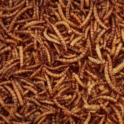 Meal Worms (Bag) -FloraNest Store G2545 3