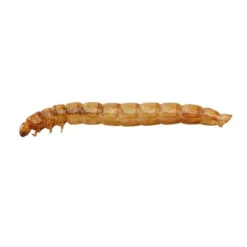 Meal Worms (Bag) -FloraNest Store G2545 6