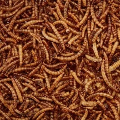 Meal Worms (Tub) -FloraNest Store G2547 3