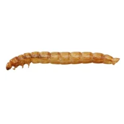 Meal Worms (Tub) -FloraNest Store G2547 5