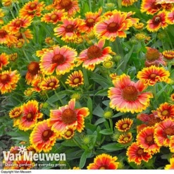 Gaillardia Aristata 'Arizona Sun' -FloraNest Store GAIL v65378 C