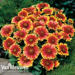 Gaillardia Aristata 'Arizona Sun' -FloraNest Store GAIL v65378 D