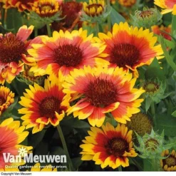 Gaillardia Aristata 'Arizona Sun' -FloraNest Store GAIL v65378 E