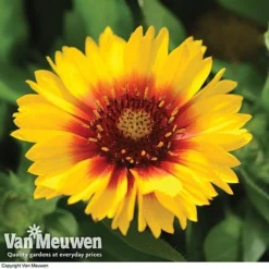 Gaillardia Aristata 'Arizona Sun' -FloraNest Store GAIL v65378 F