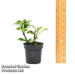 Gardenia 'Crown Jewels' -FloraNest Store GARD CROWNJ9CM T44317