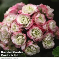 Geranium 'Appleblossom' -FloraNest Store GERA T17214 C1