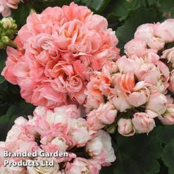 Geranium 'Appleblossom' -FloraNest Store GERA T17214 E