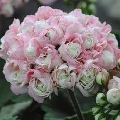Geranium 'Appleblossom' -FloraNest Store GERA T17214 NOW1
