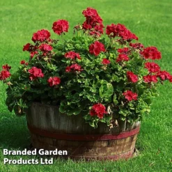 Giant Geranium Bumper Collection -FloraNest Store GERA GRANDVIOL L41307