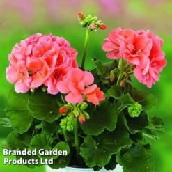 Giant Geranium Bumper Collection -FloraNest Store GERA GRCLSALMO S04734