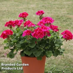 Giant Geranium Bumper Collection -FloraNest Store GERA POWERVIOL S14646