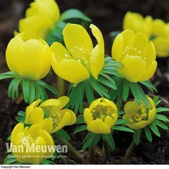 Spring Bulbs In The Green Collection -FloraNest Store GREE V59885P C
