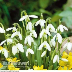 Spring Bulbs In The Green Collection -FloraNest Store GREE V59885P D