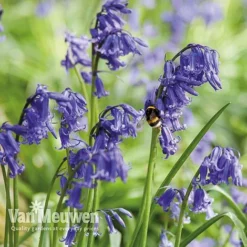 Spring Bulbs In The Green Collection -FloraNest Store GREE V59885P E