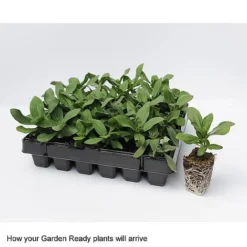 Wallflower 'Sugar Rush' Mix -FloraNest Store GardenReadyArrive2