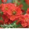 Geum 'Blazing Sunset'