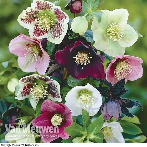 Hellebore X Hybridus 'Mixed' (Lenten Rose) 2 Hellebore X Hybridus 'Mixed' (Lenten Rose) - Image 2
