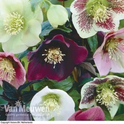 Hellebore X Hybridus 'Mixed' (Lenten Rose) 8 Hellebore X Hybridus 'Mixed' (Lenten Rose) -FloraNest Store HELL 61223 B1